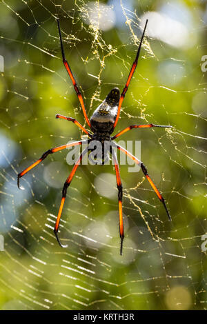 Seta dorata orb-weaver su net Foto Stock