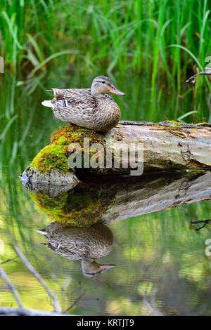 Una femmina malard duck appollaiato su un registro di muschio in un vecchio beaver pond con le sue piume riflettendo in acqua calma vicino a Hinton Alberta Canada. Foto Stock