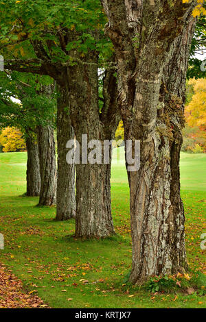 Una linea di maturi alberi di acero che crescono lungo il bordo di un campo verde nelle zone rurali del New Brunswick Canada. Foto Stock