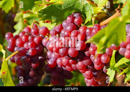 Weintraube a rot auf dem Weinberg - uva in rosso sul vigneto Foto Stock