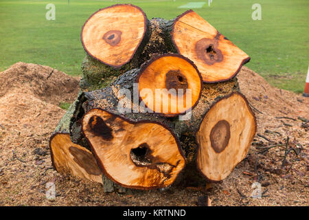 Un appena abbattuto ippocastano tronco di albero che è stato abbattuto da un chirurgo ad albero a causa della sua scarsa condizione di decadimento e come una questione di sicurezza. Regno Unito. (92) Foto Stock