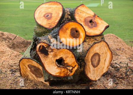 Un appena abbattuto ippocastano tronco di albero che è stato abbattuto da un chirurgo ad albero a causa della sua scarsa condizione di decadimento e come una questione di sicurezza. Regno Unito. (92) Foto Stock