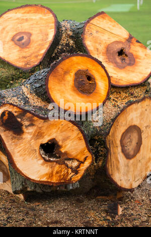 Un appena abbattuto ippocastano tronco di albero che è stato abbattuto da un chirurgo ad albero a causa della sua scarsa condizione di decadimento e come una questione di sicurezza. Regno Unito. (92) Foto Stock