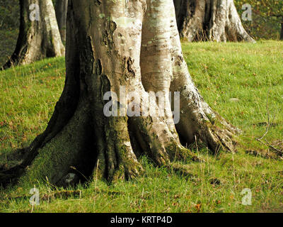 Superficie di bruciatore a fiamma viva di radice alla base di tre coppia faggi in estate in un bosco di impostazione in Cumbria, England, Regno Unito Foto Stock