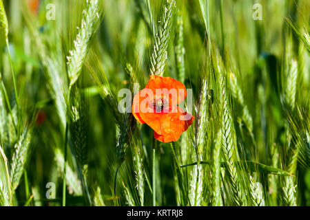 Il papavero nel campo Foto Stock