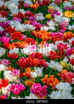 Radura di rosso, rosa, arancione e bianco tulipani freschi Foto Stock