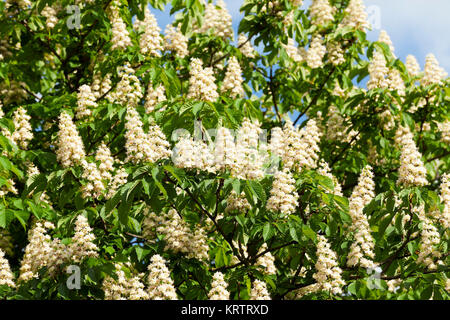 Fioritura di castagno nella stagione primaverile, una piccola profondità di campo Foto Stock