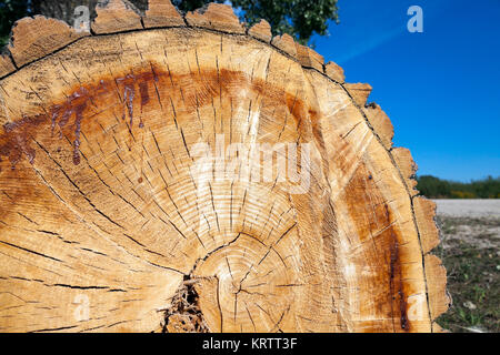 Tagliare un albero, close-up Foto Stock