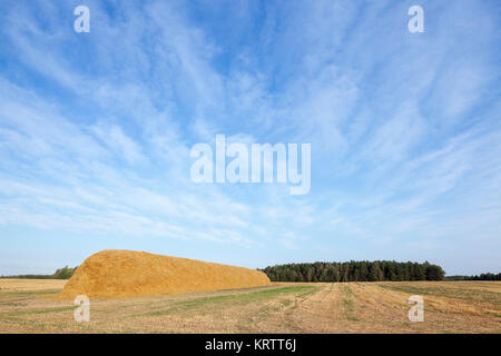 Pila di paglia nel campo Foto Stock