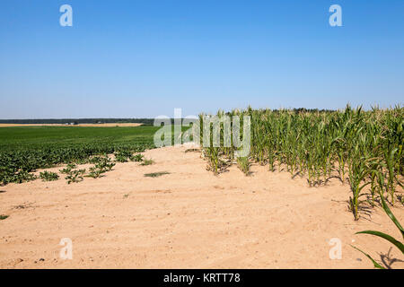 Campo di grano, estate Foto Stock