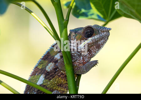 Panther chameleon (Furcifer pardalis) Foto Stock