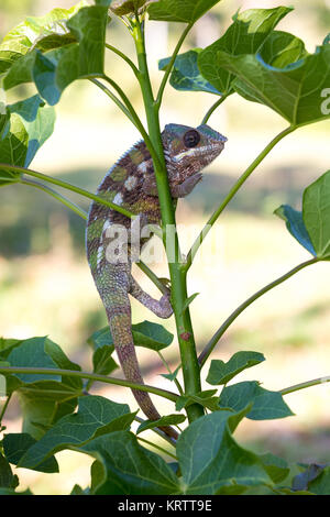 Panther chameleon (Furcifer pardalis) Foto Stock