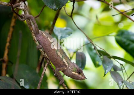 Panther chameleon (Furcifer pardalis) Foto Stock