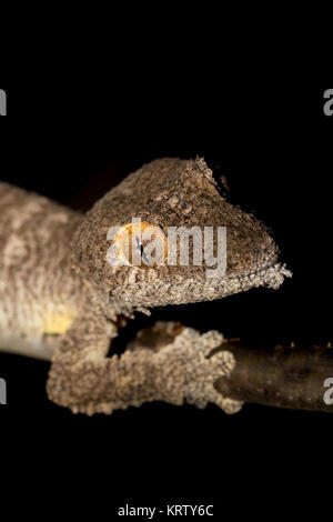 Foglie giganti-tailed geco Uroplatus fimbriatus Foto Stock