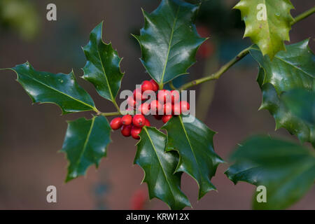 Holly impianto closeup Foto Stock