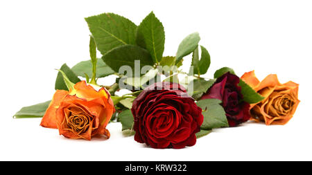 Close-up di Dark Red Rose fiore con altri tre fiorisce Foto Stock