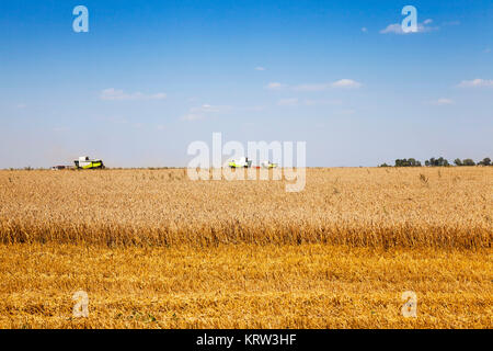 La mietitura dei cereali Foto Stock