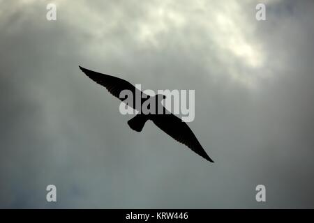 Gli uccelli del cielo scuro Foto Stock