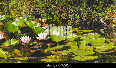 White ninfee in fiore Foto Stock