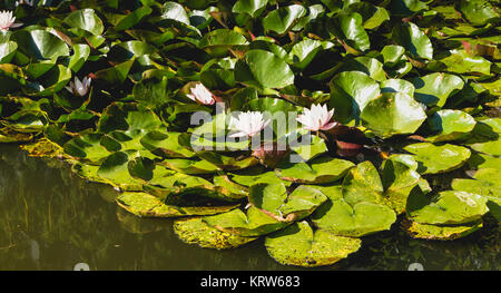 White ninfee in fiore Foto Stock