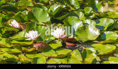 White ninfee in fiore Foto Stock