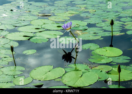 Fogg Dam, NT Foto Stock