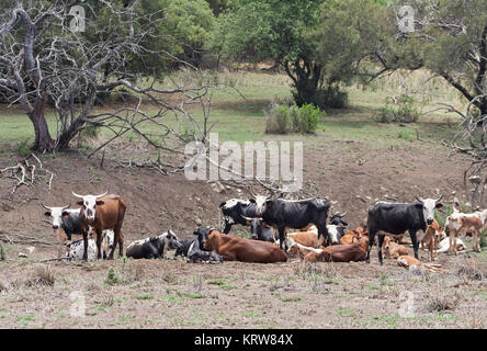 Allevamento di Bestiame in una fattoria vicino a Rustenburg, Sud Africa Foto Stock