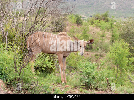 Femmina Kudu maggiore nel Pilanesberg Game Reserve, Sud Africa Foto Stock