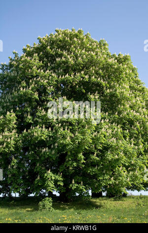 cavallo-castagno fiorito (aesculus hippocastanum), sassonia, germania Foto Stock