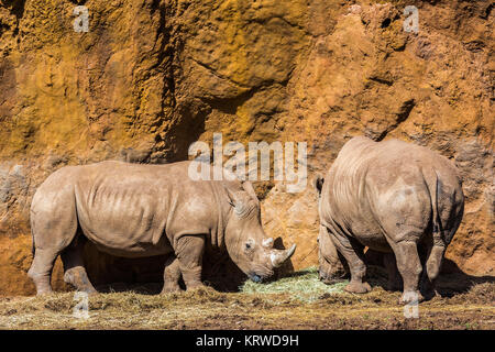 Rhinoceros è un qualsiasi mammifero nella Famiglia Rhinocerotidae Foto Stock