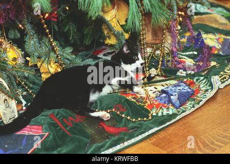 Fotografia di calze il gatto posa accanto alla Casa Bianca albero di Natale, 12 21 1993 Foto Stock