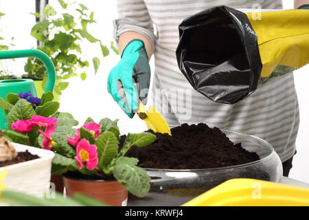 terra per fiori, piante di reimpianto Foto Stock