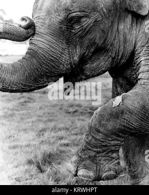 Mouse sulla gamba di elefante, Inghilterra, Gran Bretagna Foto Stock