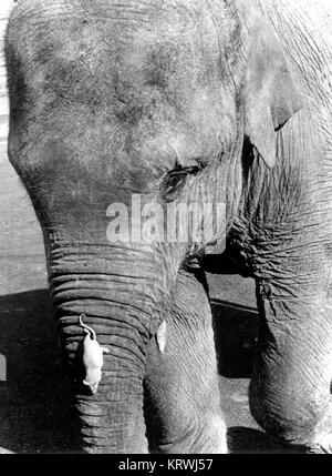 Mouse bianco si arrampica su un elefante del tronco, Inghilterra, Gran Bretagna Foto Stock