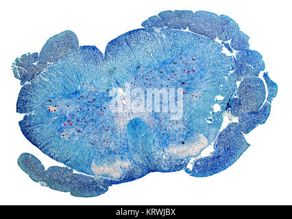 Colorate in blu microscopiche di sezione trasversale di un midollo spinale da un ratto Foto Stock