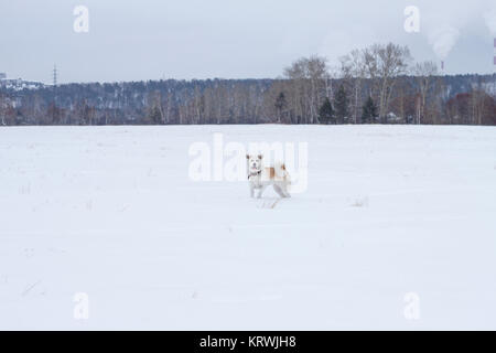 Bella giapponese Akita inu è nella neve in inverno su un naturale di foreste di montagna sfondo in serata. Foto Stock