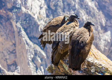 Tre Condor al Canyon del Colca seduta,Perù,America del Sud. Si tratta di un condor il più grande uccello in volo sulla terra Foto Stock