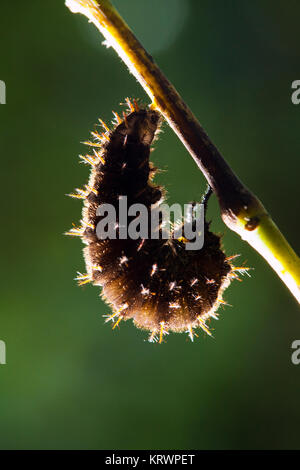 Close-up di un bruco peloso su sfondo naturale Foto Stock