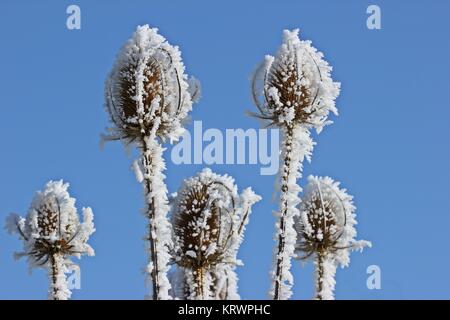 Teste di seme della wild card (dipsacus fullonum) con brina contro un cielo blu Foto Stock