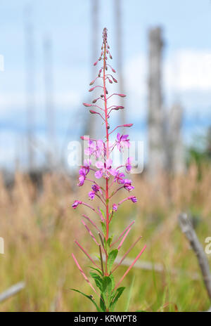 Schmalblättriges Weidenröschen (Epilobium angustifolium) Foto Stock