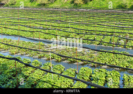 Wasabi impianto in fattoria Foto Stock