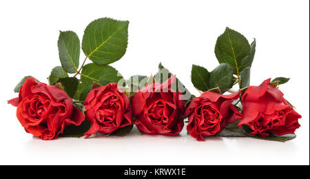 Rose rosse. Foto Stock