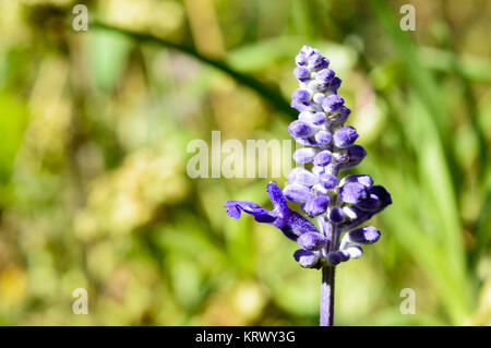 Unico lavanda lavandula fiore Foto Stock
