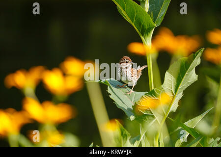 Song sparrow (Melospiza melodia). Vicino a Des Plaines River, Cook County, Illinois. Foto Stock