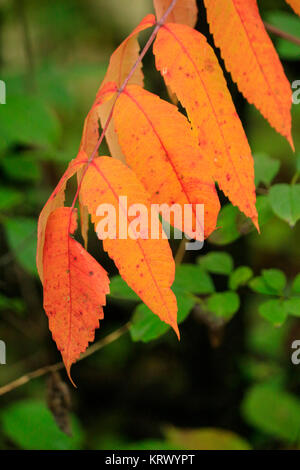 La Staghorn sumac le foglie in autunno. Foto Stock