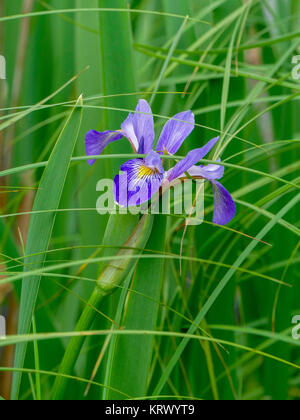 Bandiera Blu Iris. Foto Stock