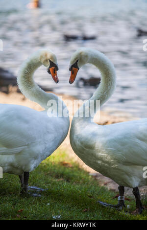 Due cigni su un laghetto Foto Stock