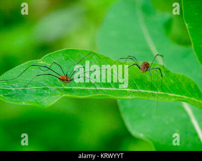 Harvestmen o daddy longlegs milkweed sulla foglia. Foto Stock