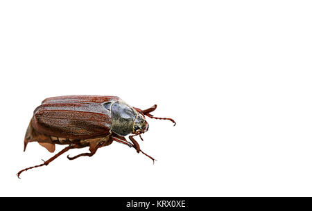 foresta cockchafer melolontha hippocastani libero Foto Stock