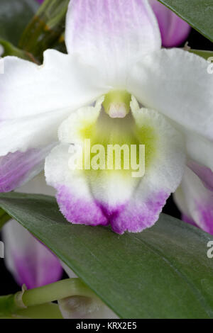 Dendrobium Orchid ibridi. Isolato su nero Foto Stock